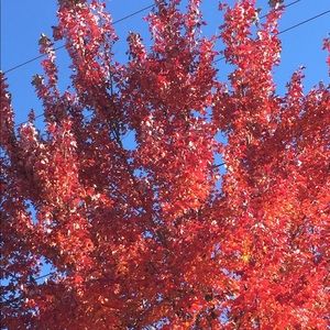 Meet your Posher, Dorothy